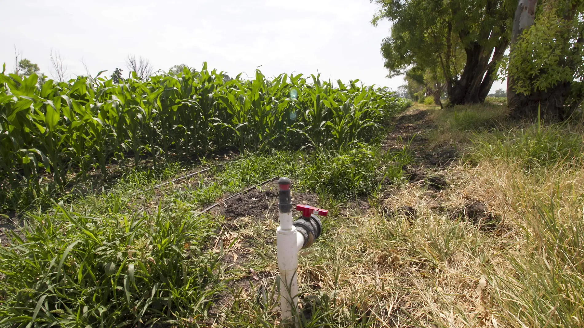 La extracción de agua de los pozos disminuyó derivado de la falta de recarga en los mantos